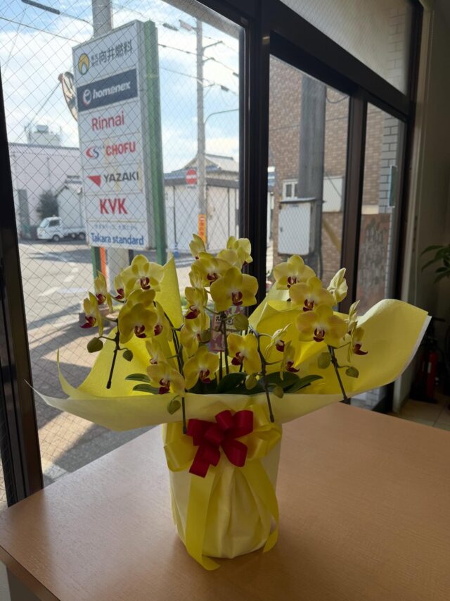 いつもお世話になっている三津の花屋さん
「フラワーショップ小谷」さんが
わざわざお花を持ってきてくれました🌼

@flowershop_kotani 

事務所が華やかになりました♪
ありがとうございます😊😊😊

#向井燃料 
#社長の日々 
#フラワーショップ小谷 
#胡蝶蘭で合ってんのかな？