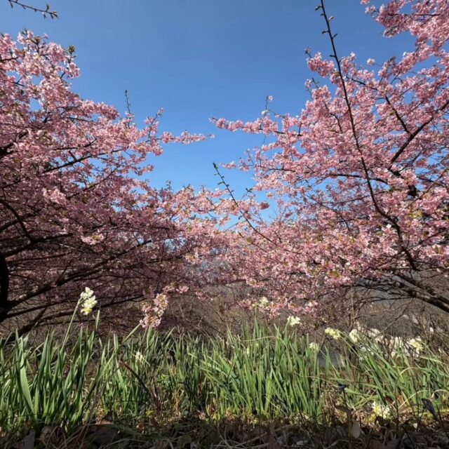 週末はあったかかったですね🎵
河津桜、菜の花を見に行ってきました🌸

#向井燃料
#河津桜
#菜の花